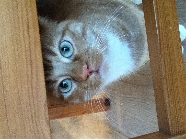 Huskat lulu billede 2