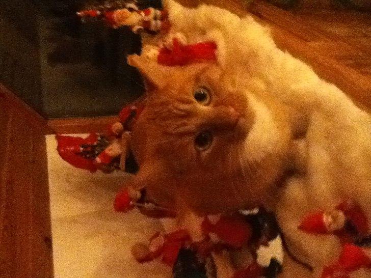 Huskat lulu billede 3