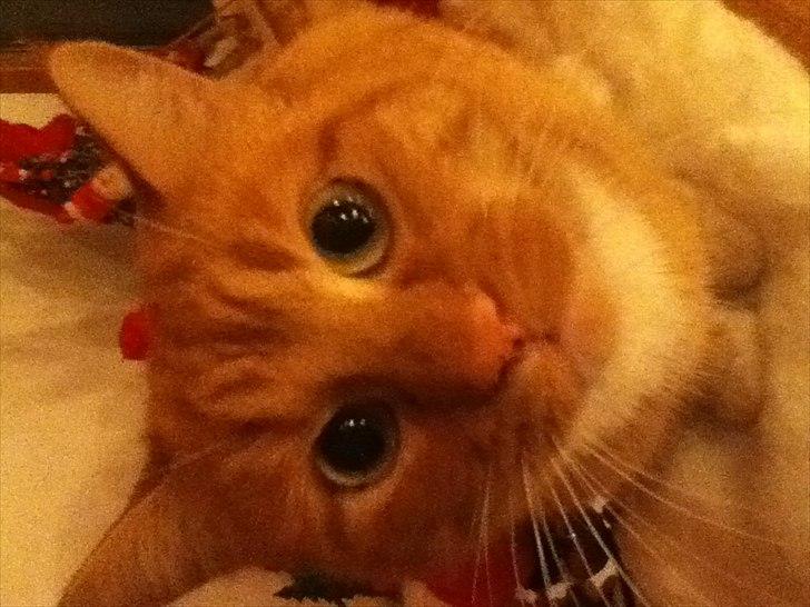 Huskat lulu billede 4