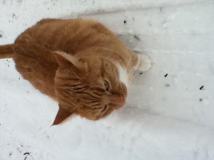 Huskat lulu billede 6