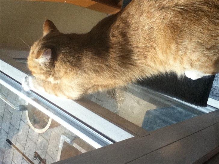 Huskat lulu billede 7