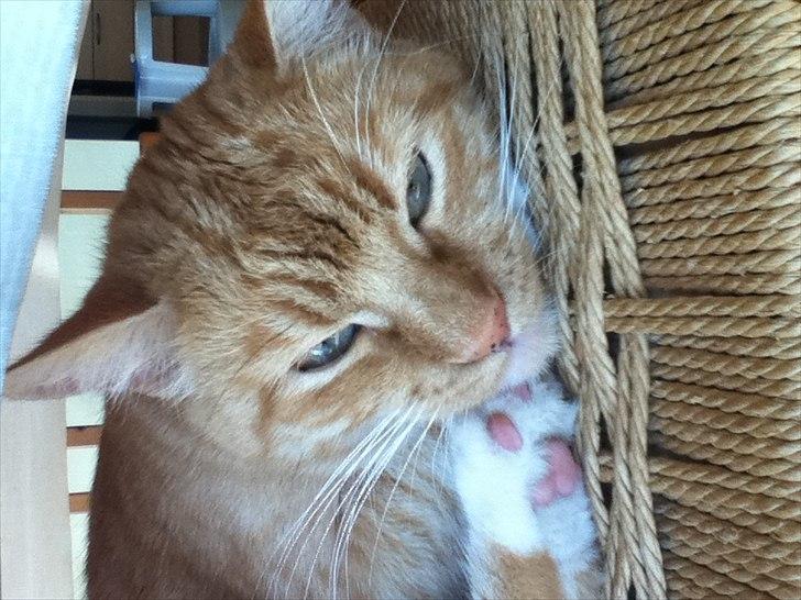 Huskat lulu billede 8