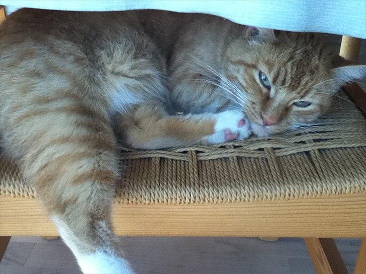 Huskat lulu billede 9