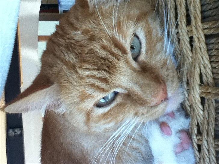 Huskat lulu billede 10