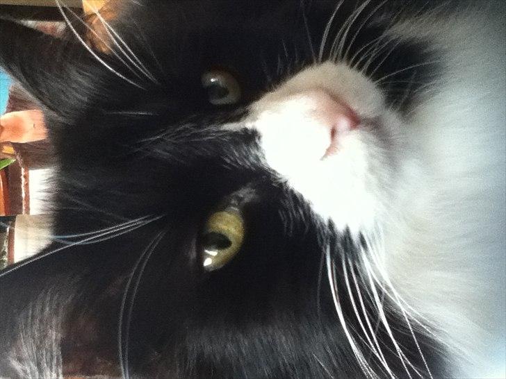 Norsk Skovkat Cajsa billede 7