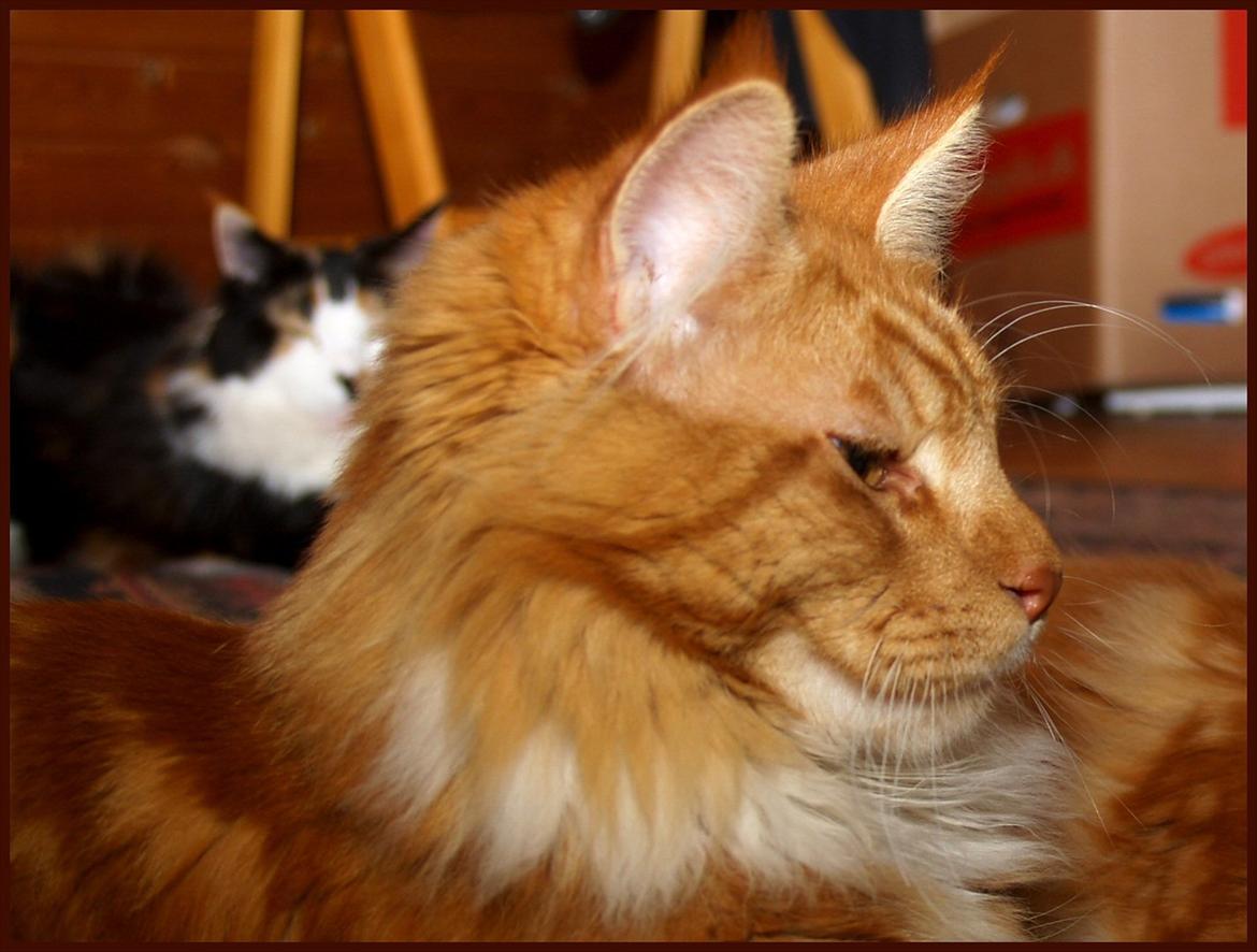 Maine Coon DK Proud Danish Preciouse One billede 17
