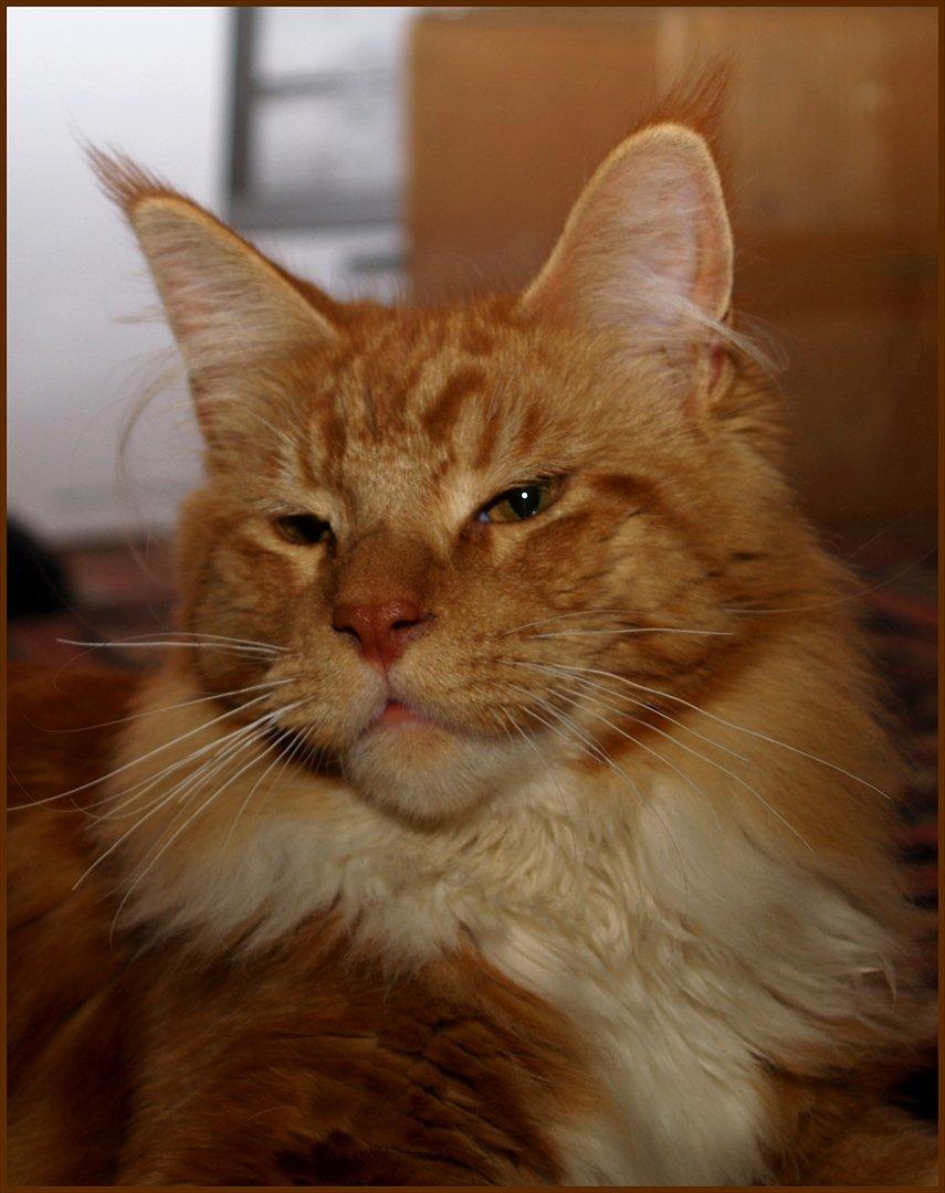 Maine Coon DK Proud Danish Preciouse One - 7 måneder billede 5