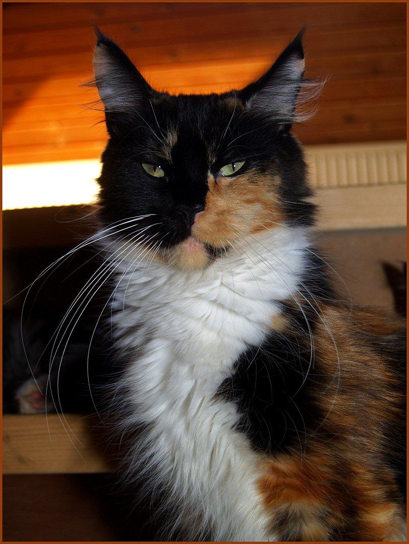 Maine Coon DK Proud Danish MoonShadow - 1½ år billede 1