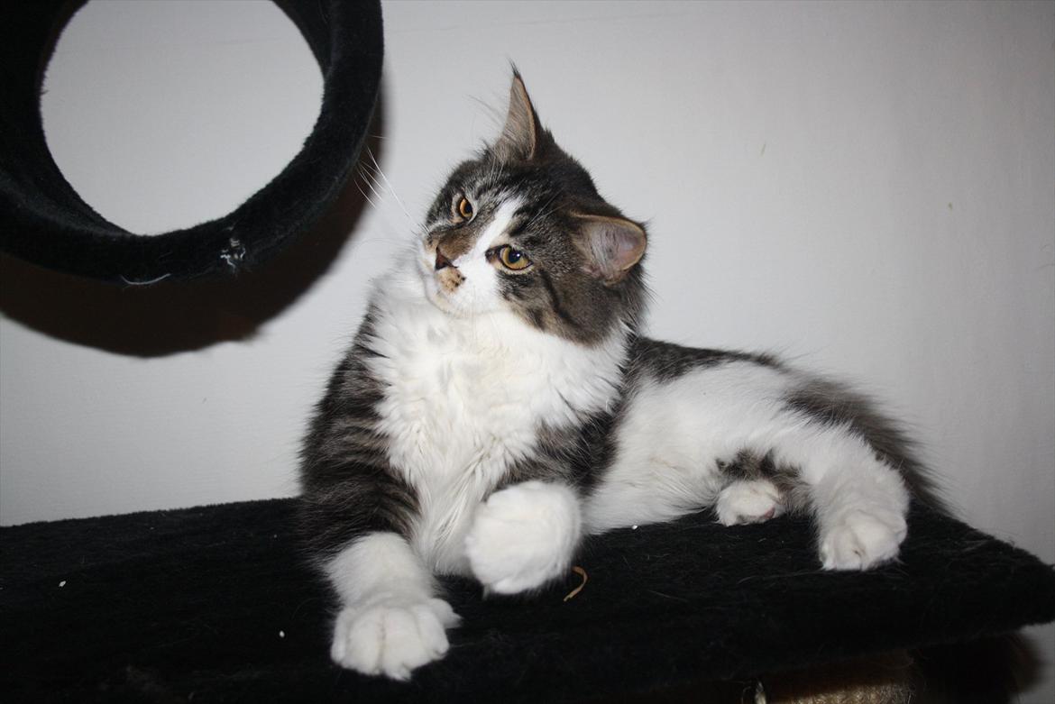 Maine Coon Krammedyret Yankie Bar billede 9