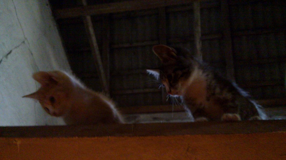 Huskat Liva  billede 1