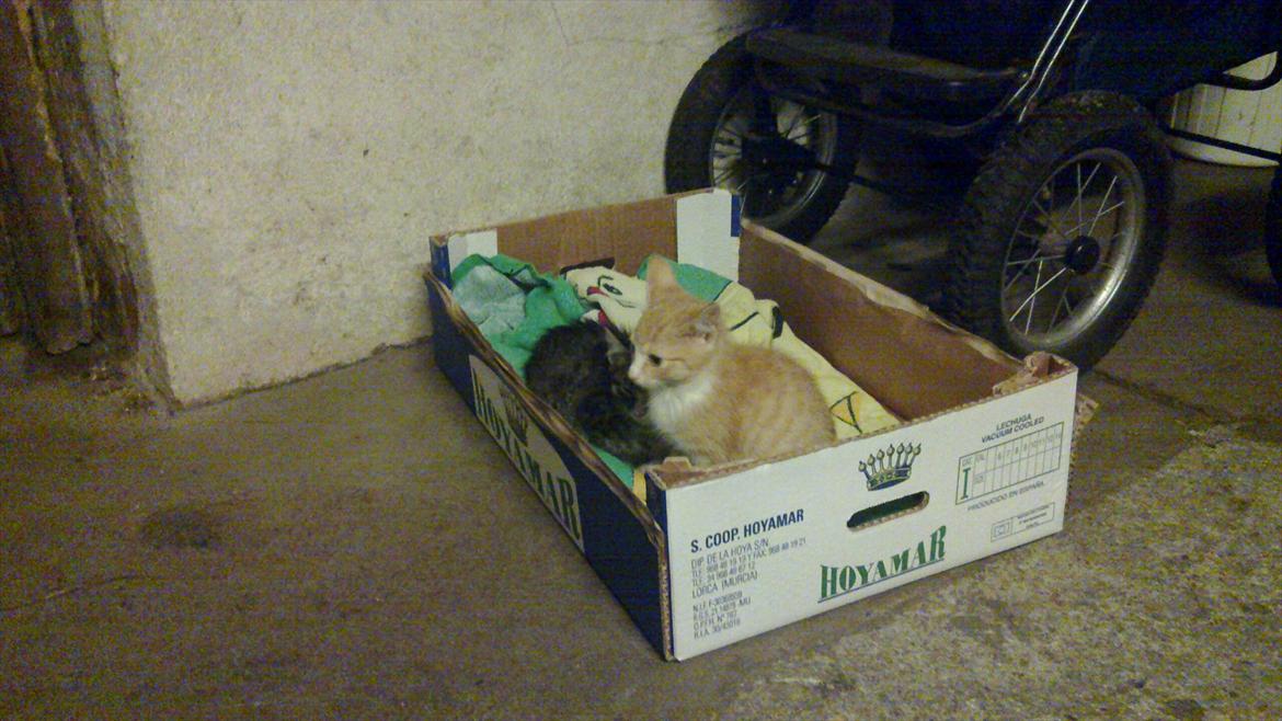 Huskat Liva  billede 2