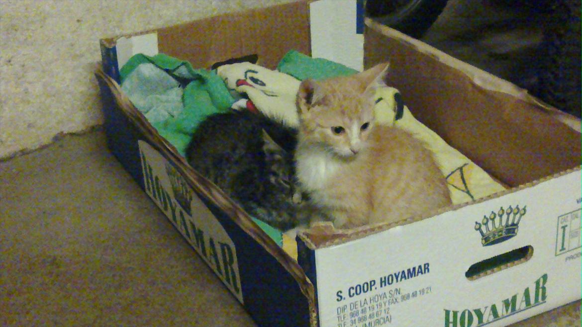 Huskat Liva  billede 3