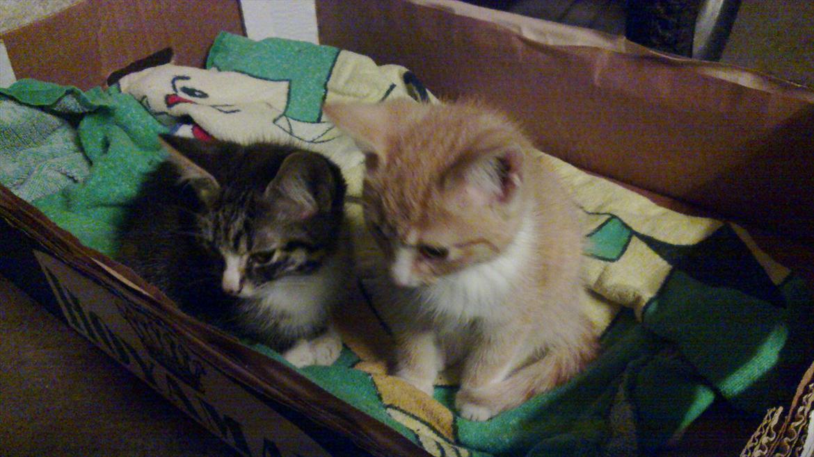 Huskat Liva  billede 4