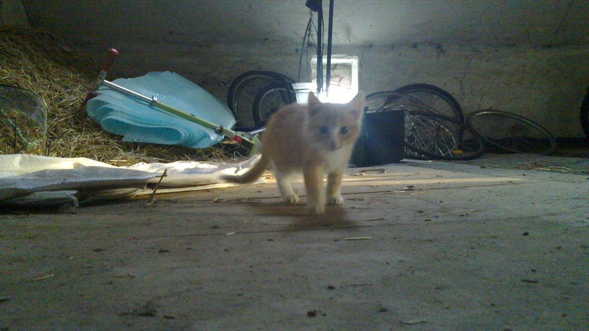 Huskat Liva  billede 5