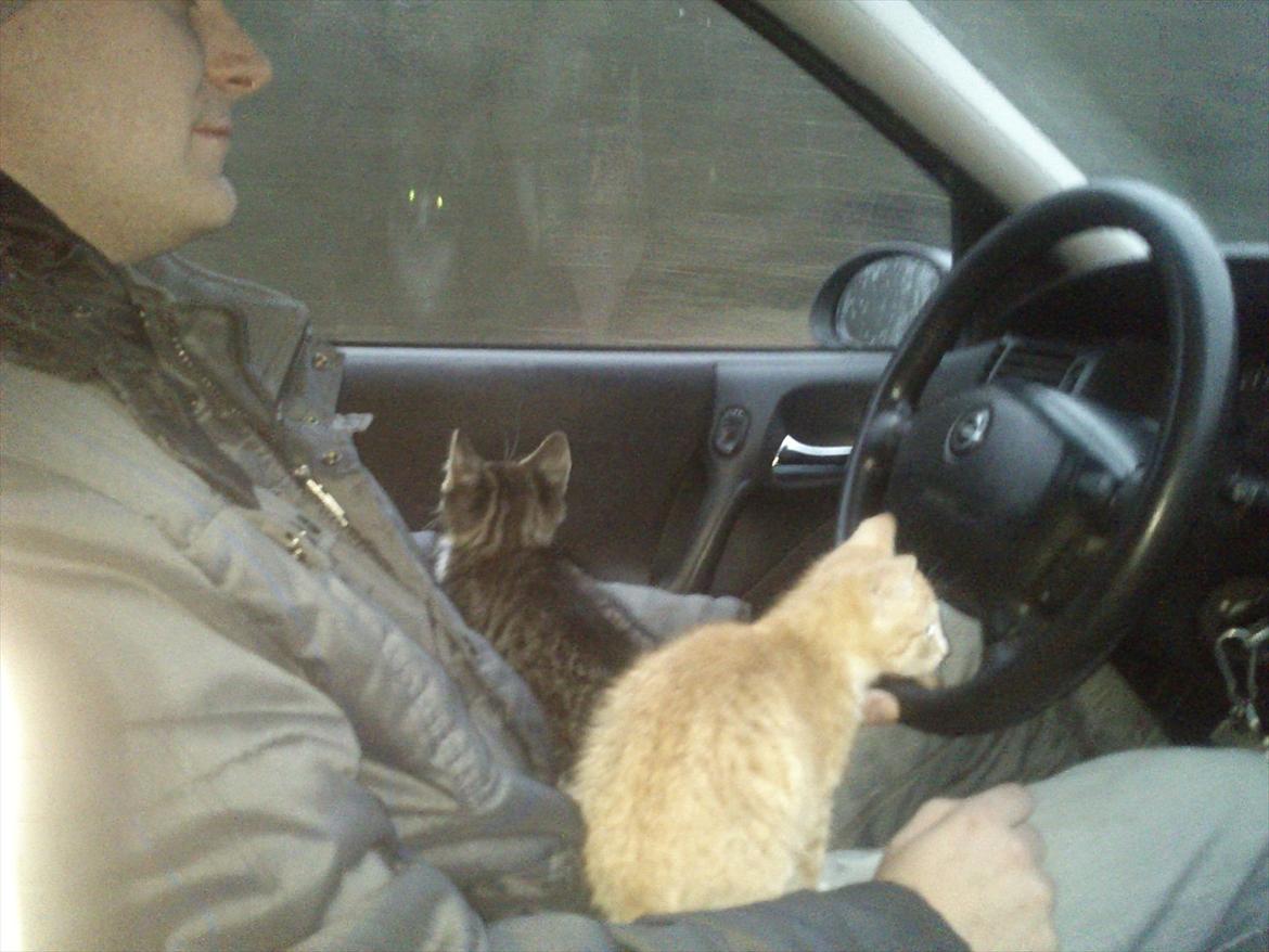 Huskat Liva  billede 6