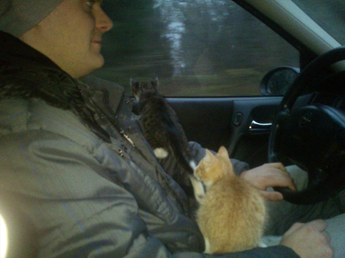 Huskat Liva  billede 7