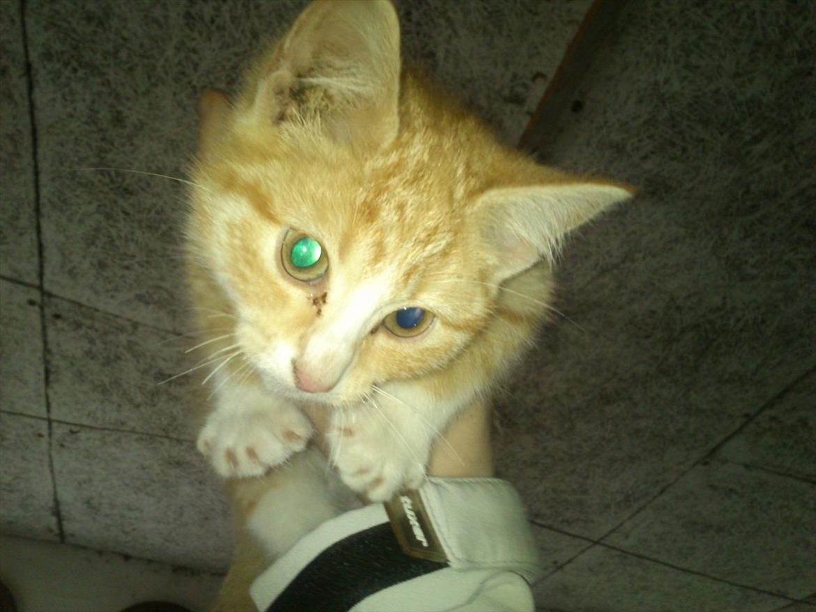 Huskat Liva  billede 8