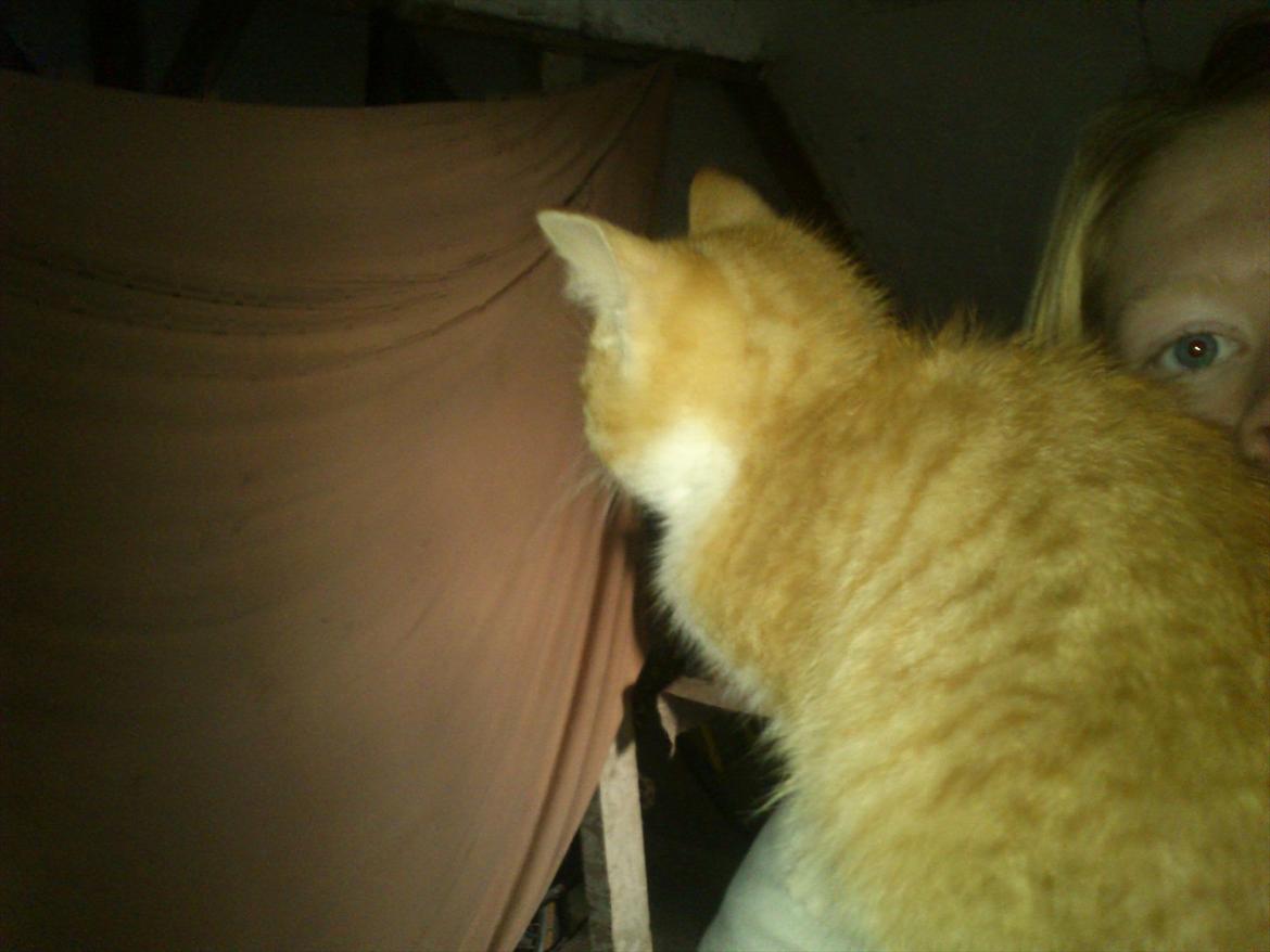 Huskat Liva  billede 10