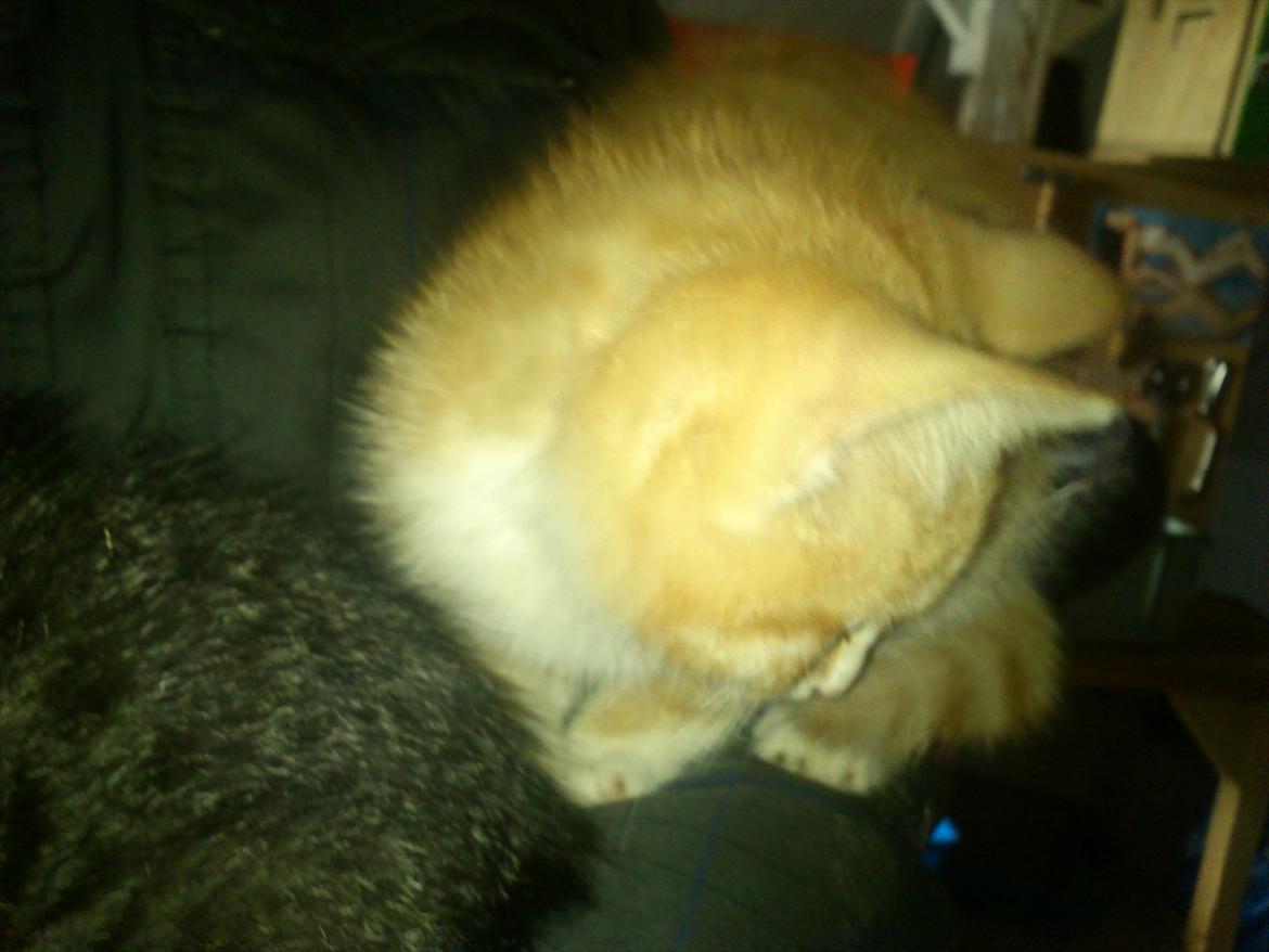 Huskat Liva  billede 11