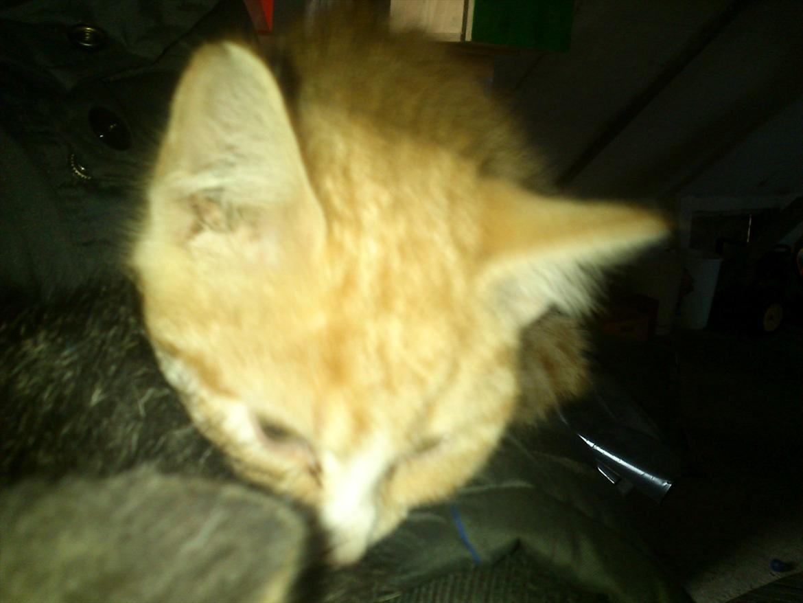 Huskat Liva  billede 12