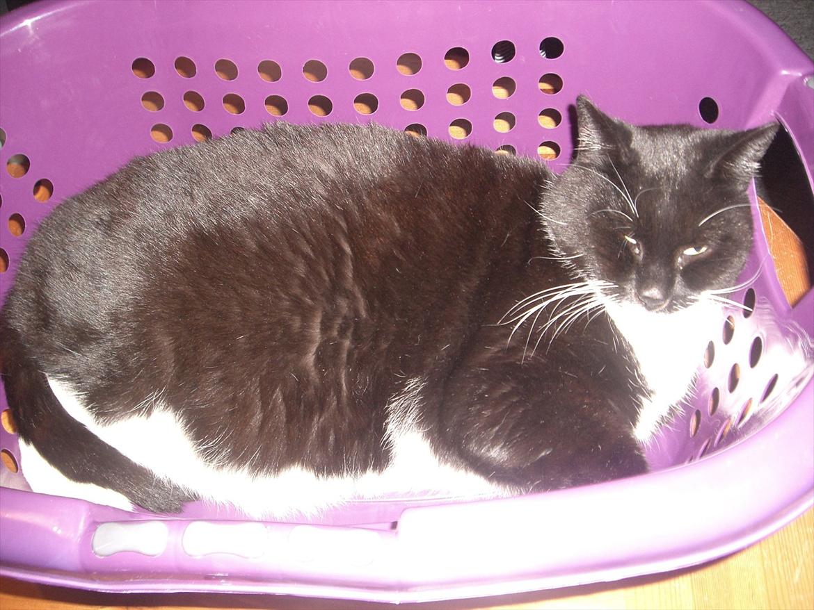 Huskat Kissi *R.I.P* billede 15