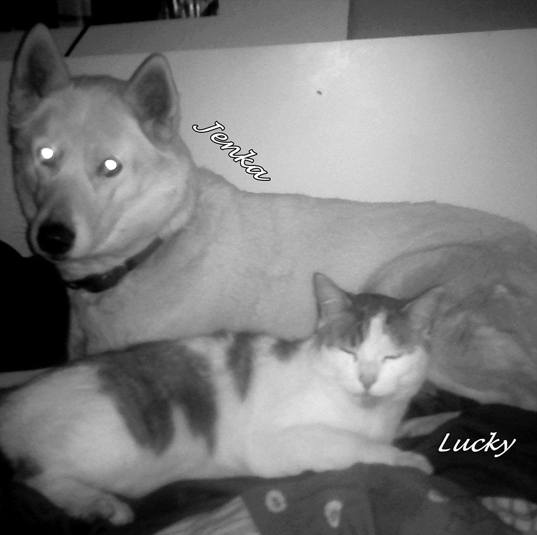 Blanding af racer Lucky-Tismis billede 11