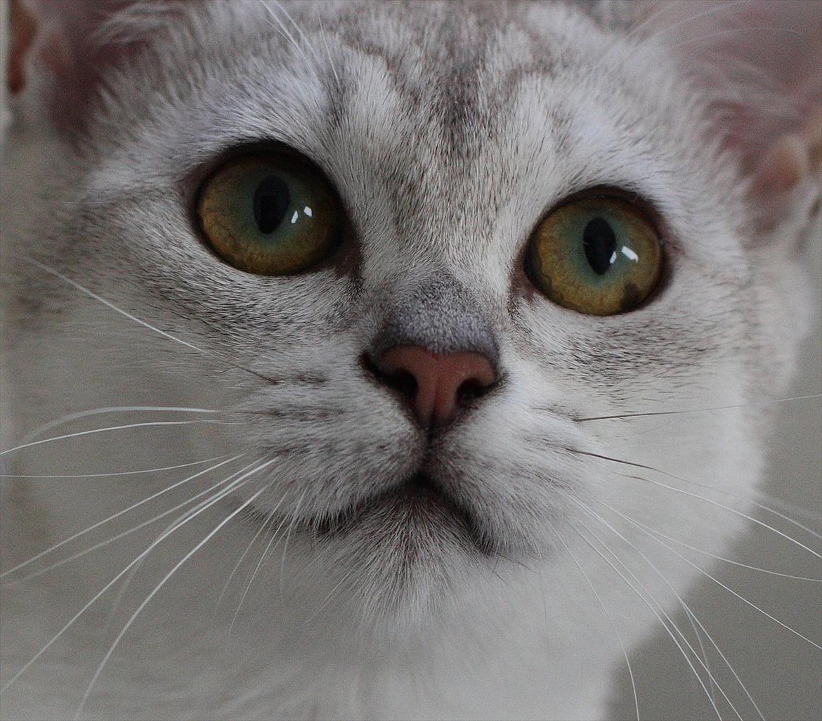 Burmilla Shines Wadiah billede 15