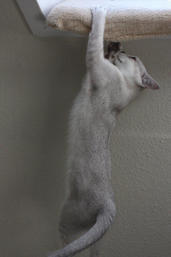 Burmilla Shines Wadiah billede 16