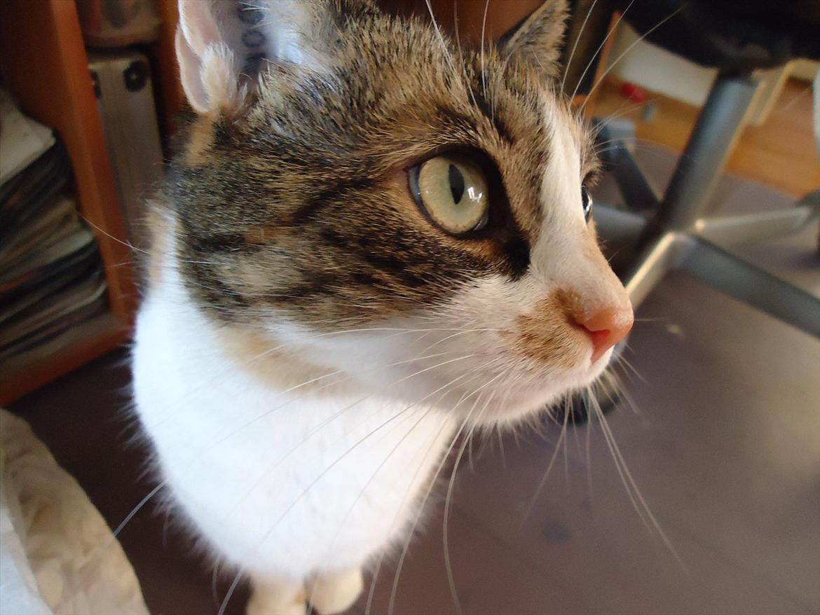 Huskat Mille billede 1