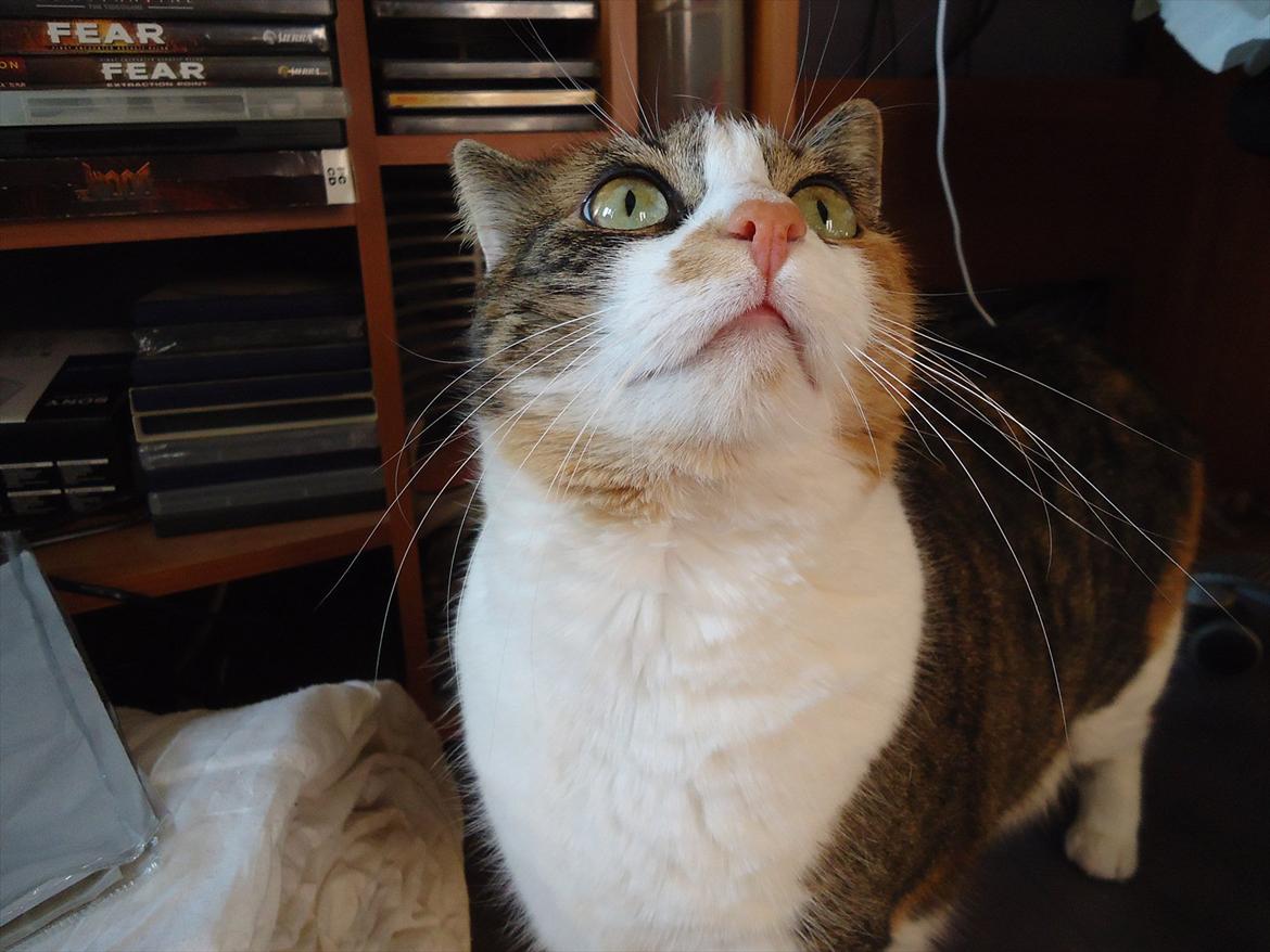 Huskat Mille billede 2