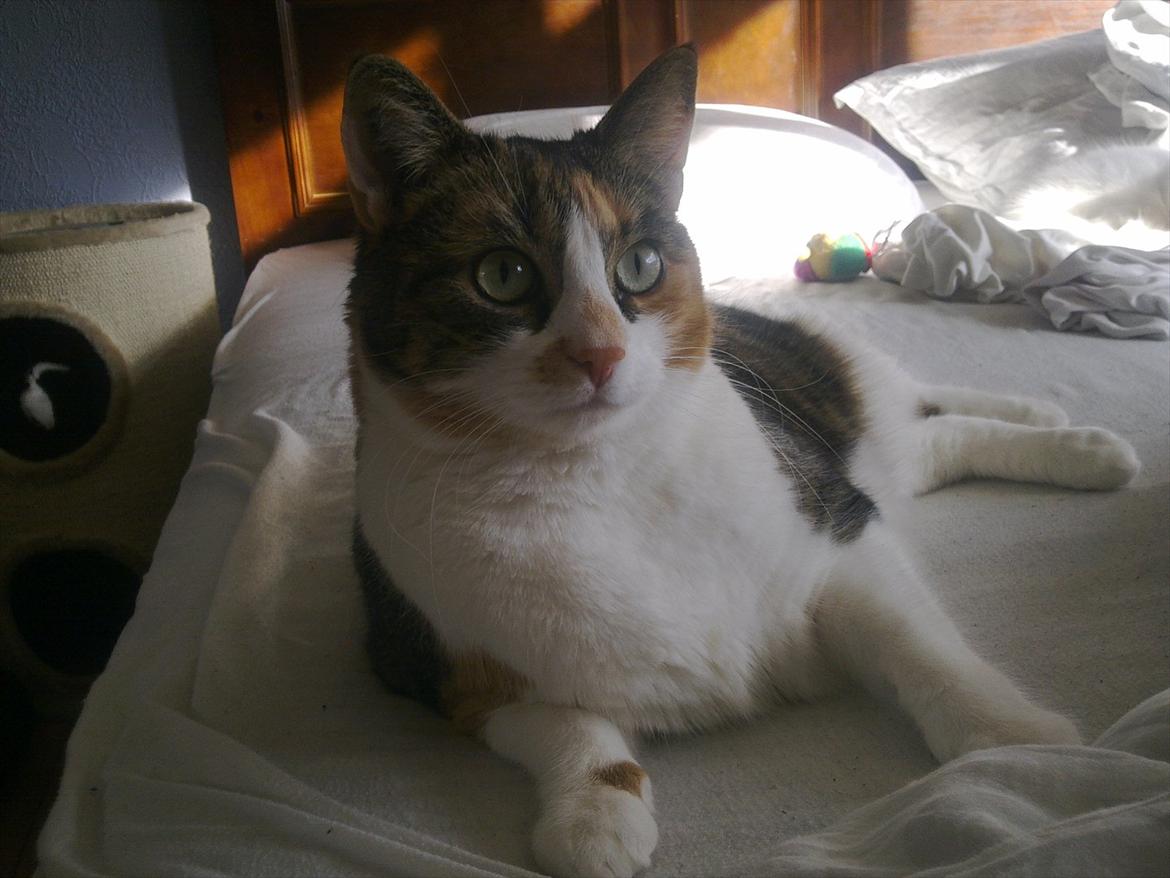 Huskat Mille billede 3