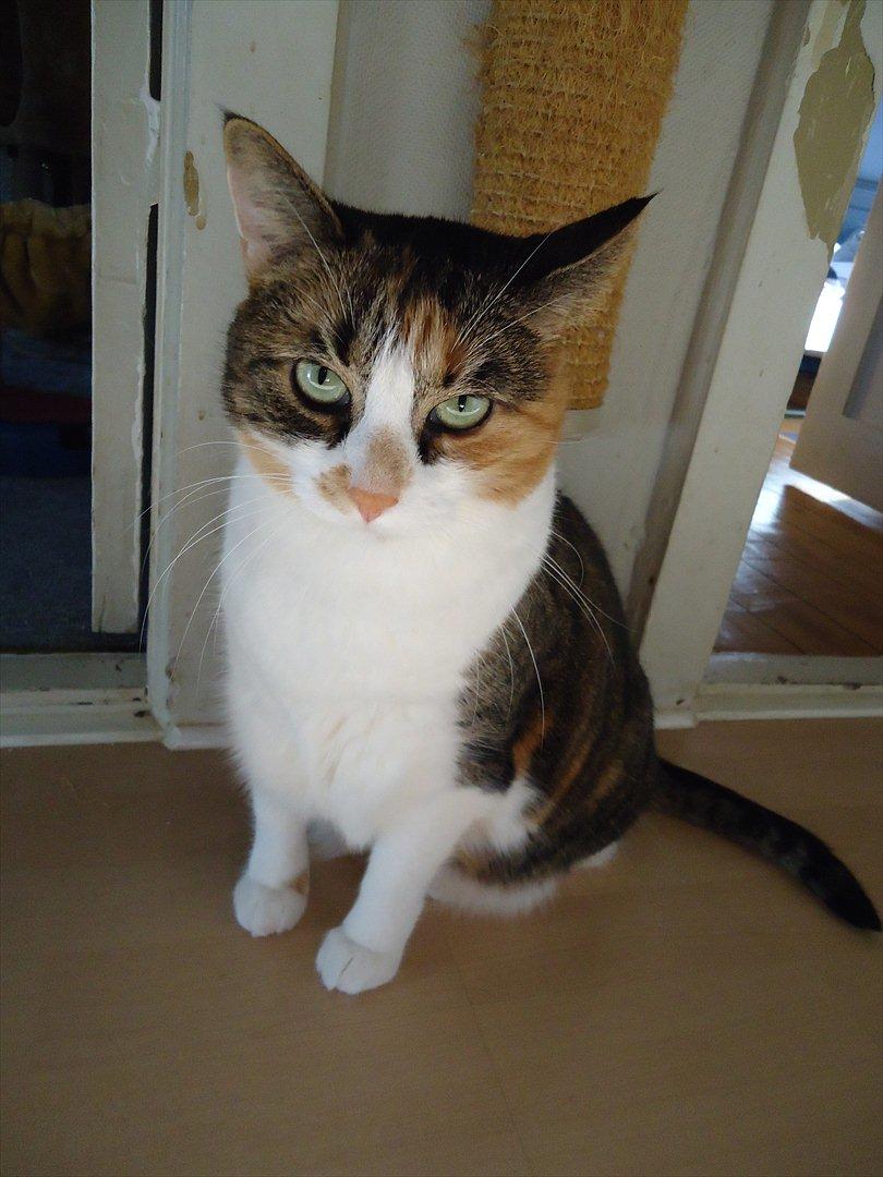 Huskat Mille billede 4