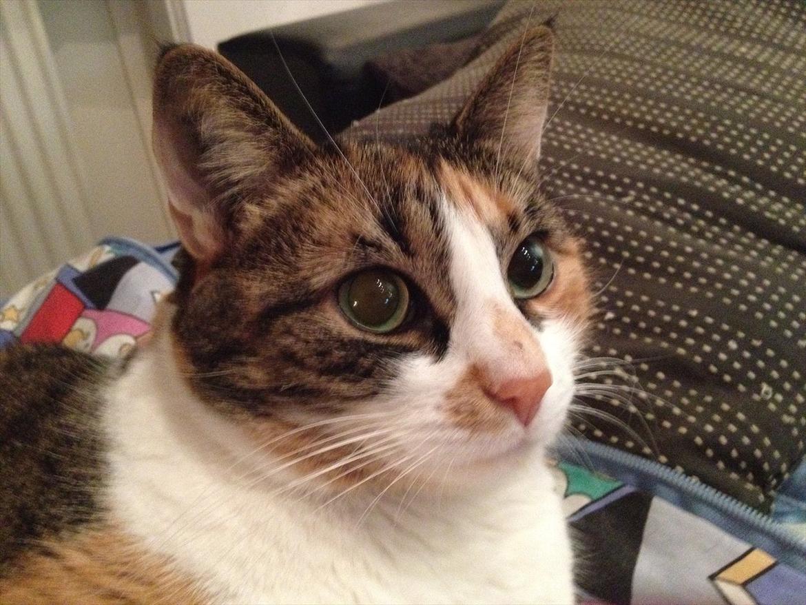 Huskat Mille billede 16