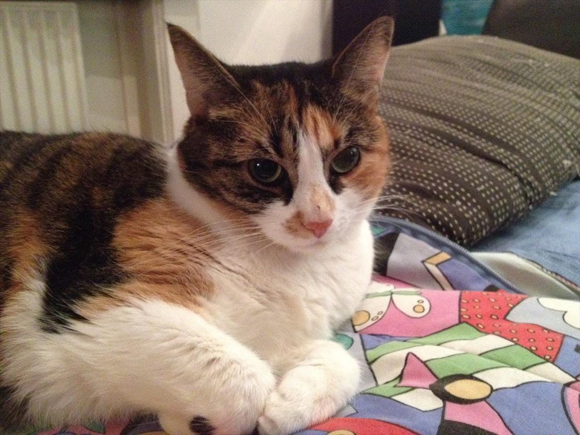 Huskat Mille billede 19