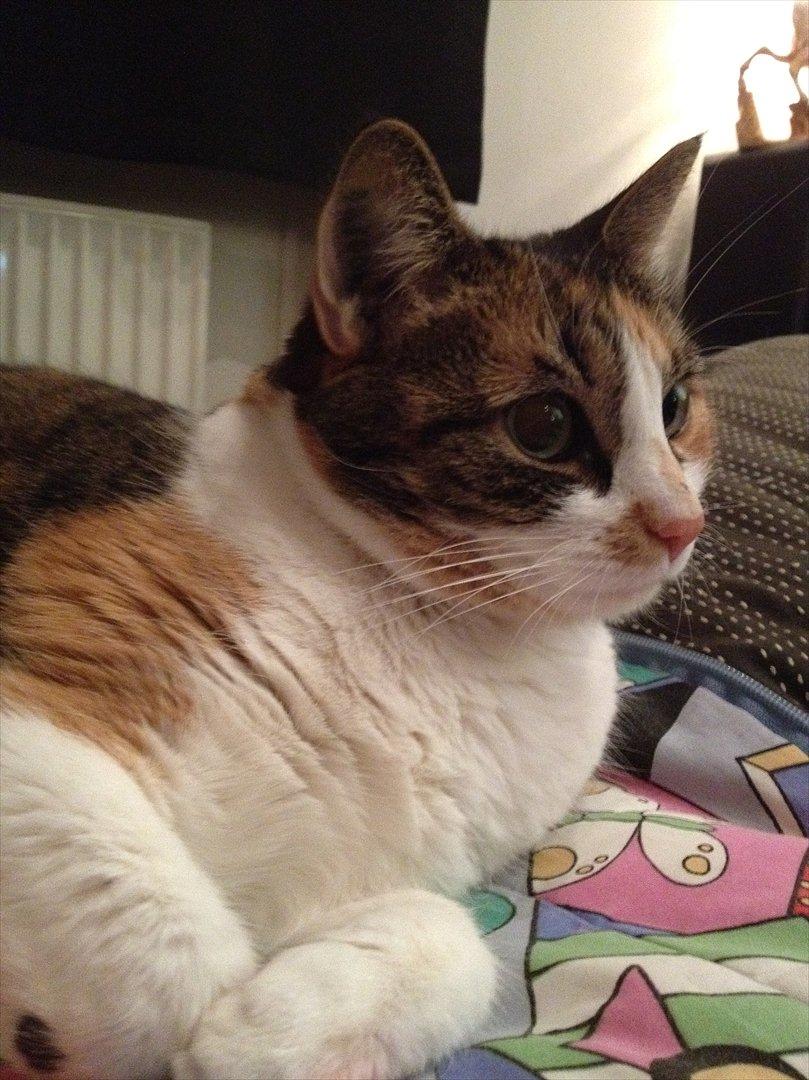 Huskat Mille billede 20