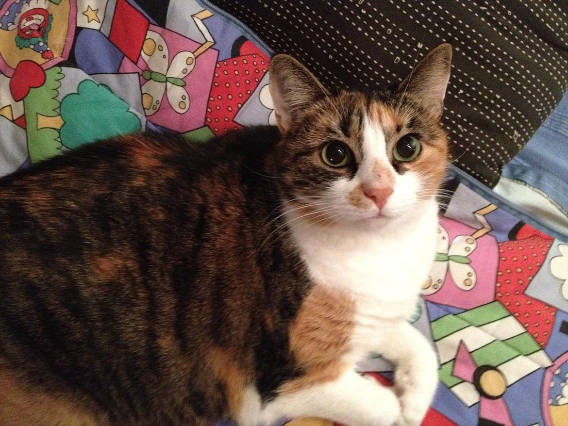 Huskat Mille billede 18