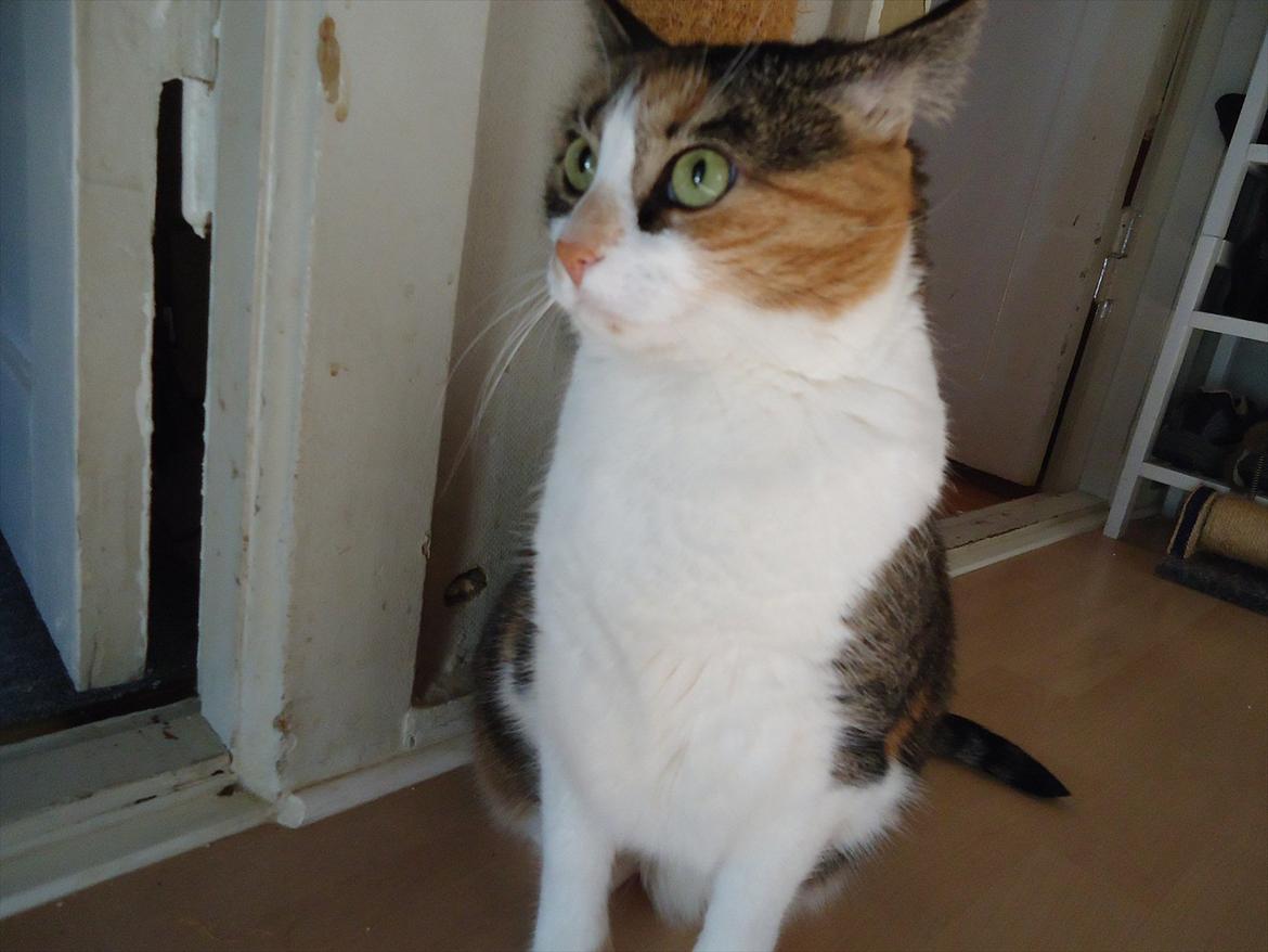 Huskat Mille billede 7