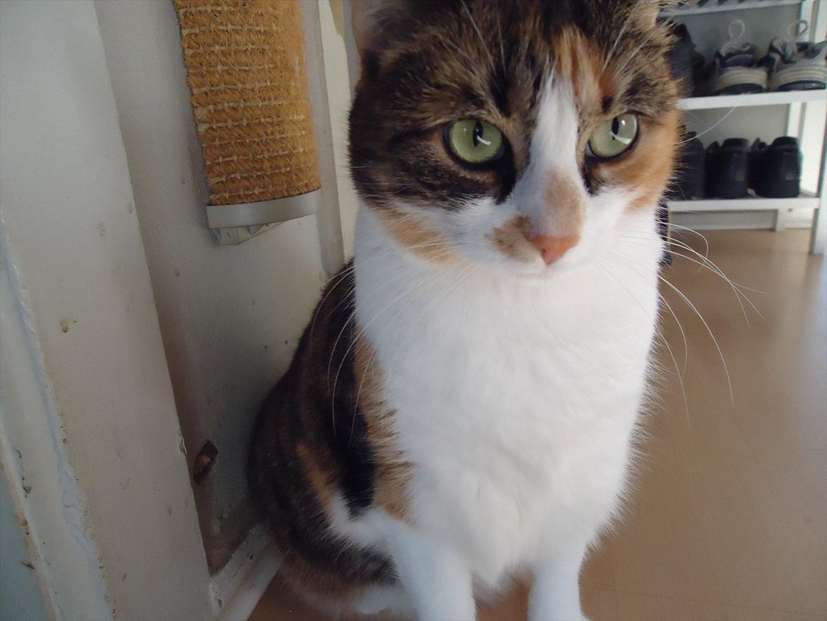 Huskat Mille billede 10