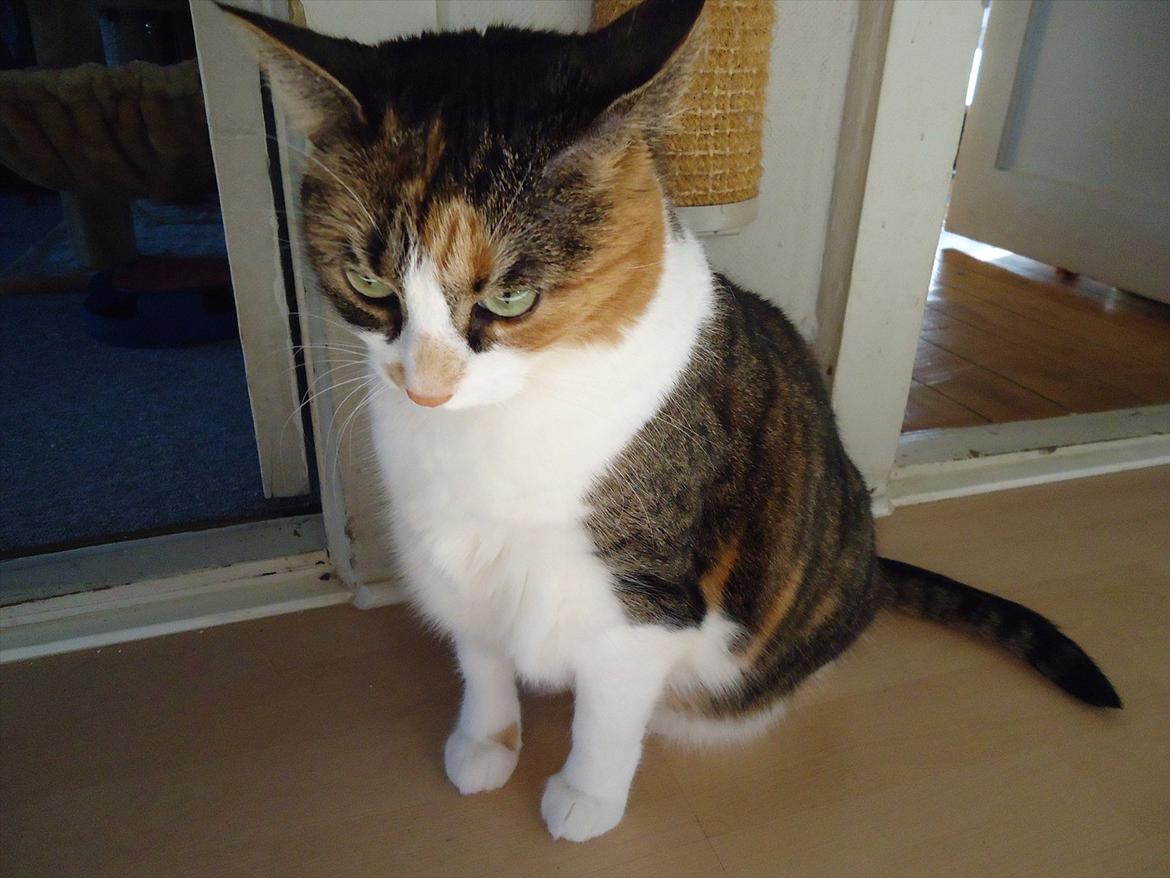 Huskat Mille billede 8