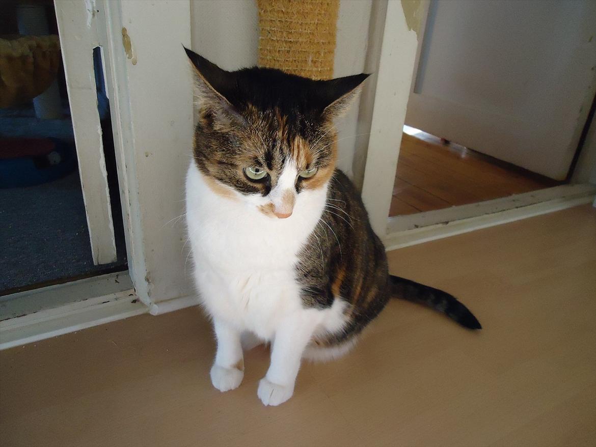 Huskat Mille billede 9