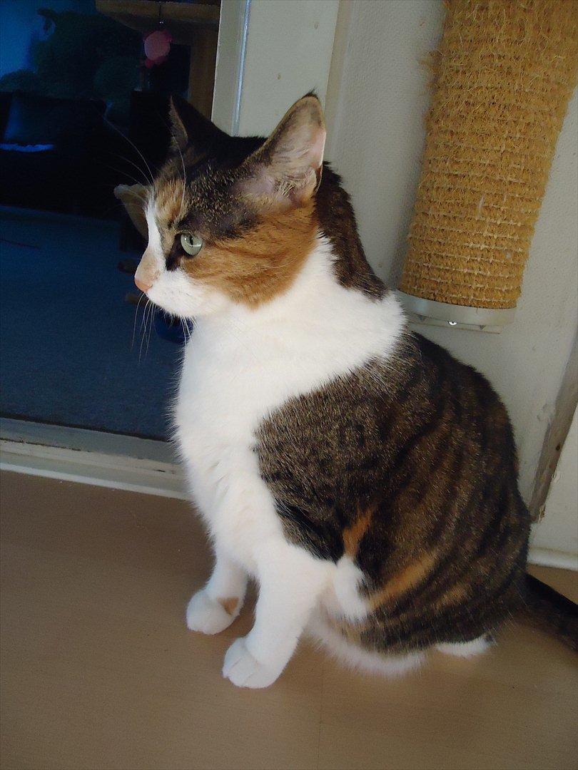 Huskat Mille billede 5