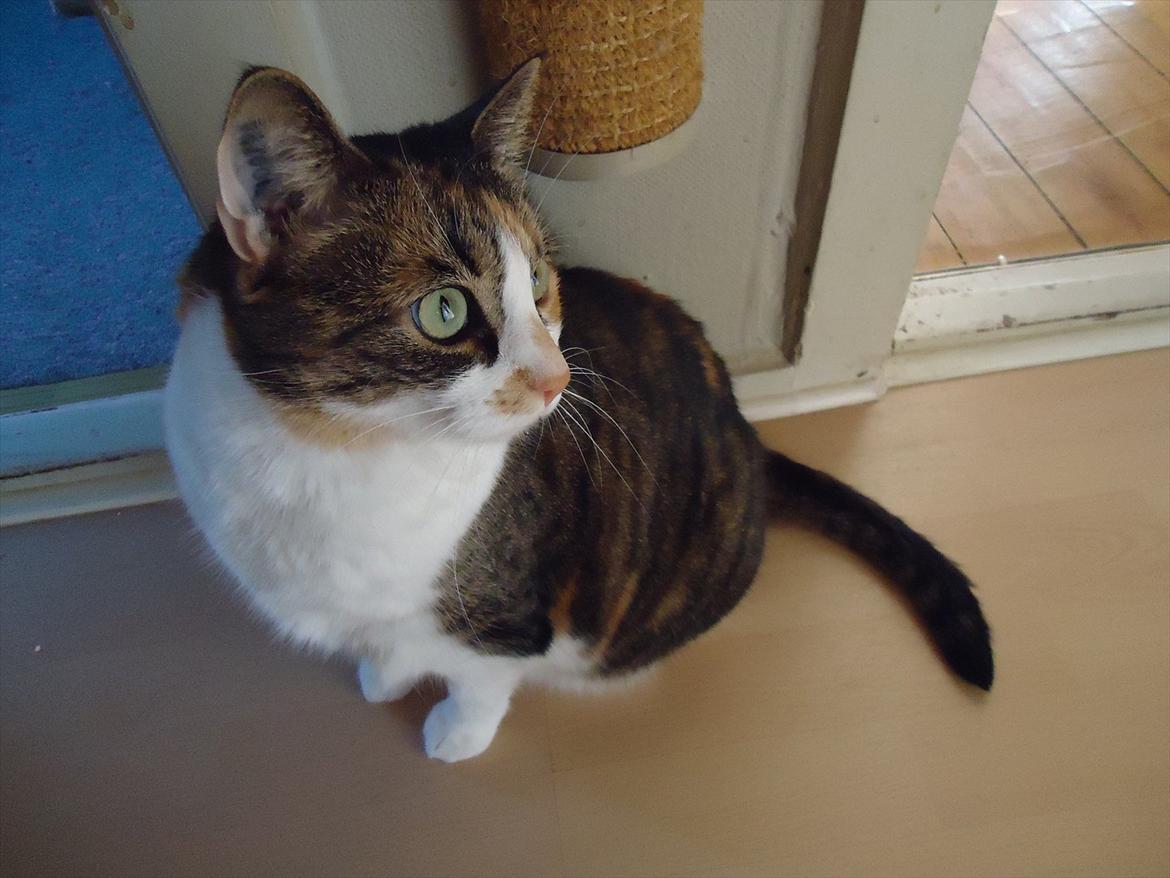 Huskat Mille billede 6