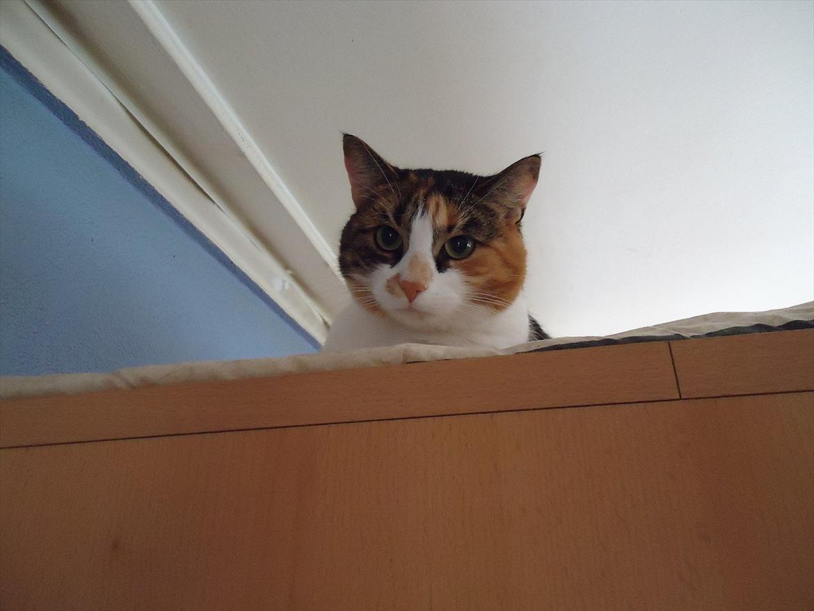 Huskat Mille billede 15