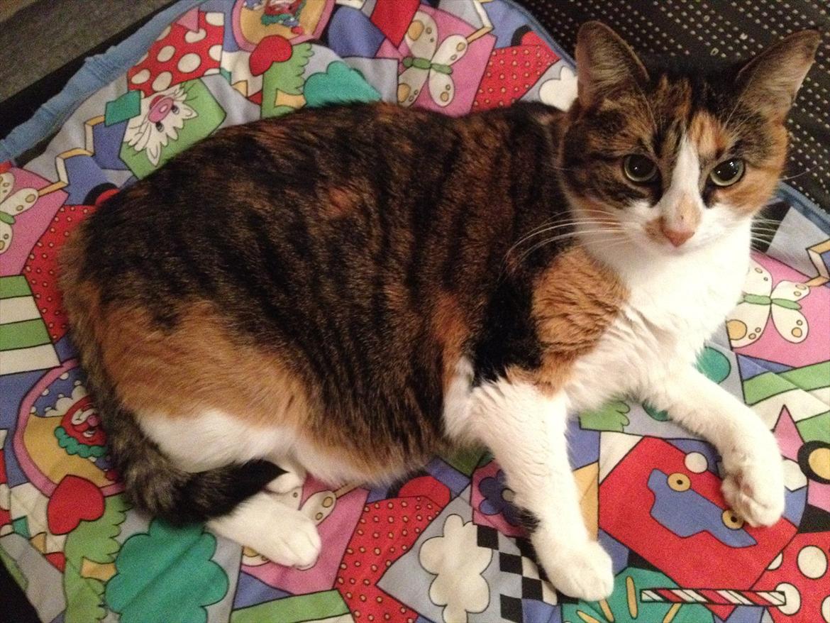 Huskat Mille billede 17