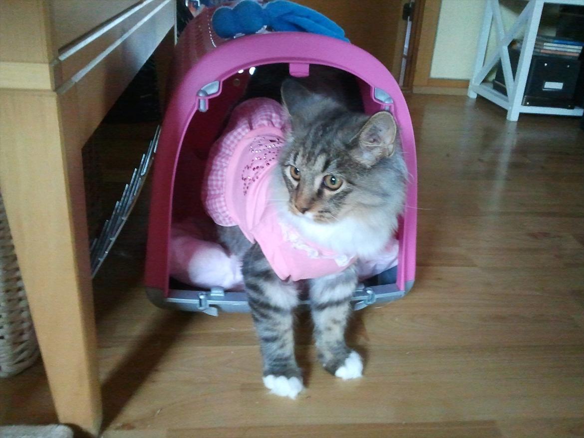 Blanding af racer Fluffy <3 billede 11