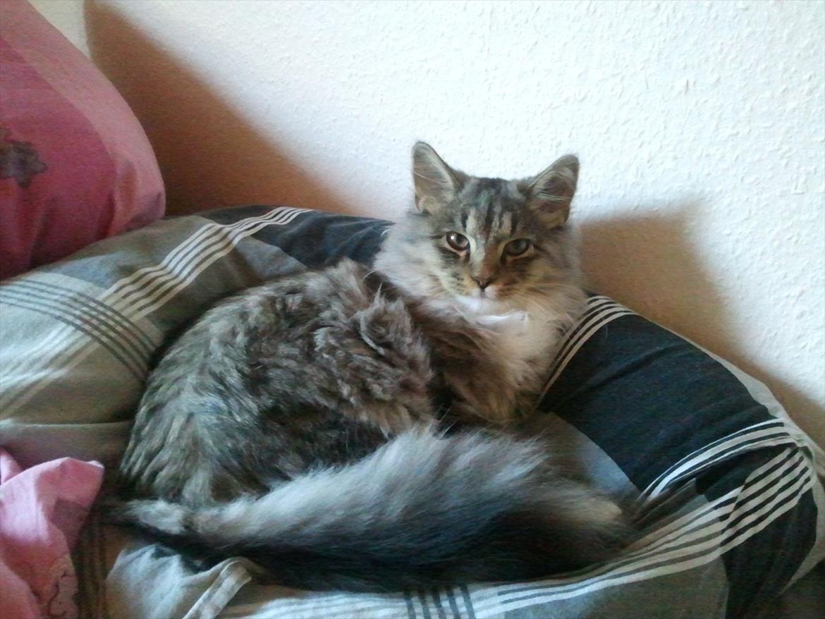 Blanding af racer Fluffy <3 billede 1