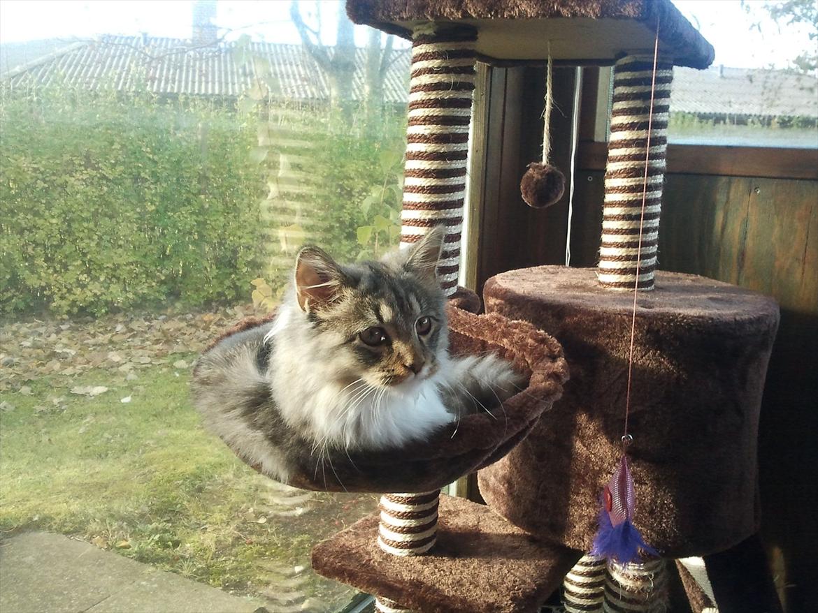 Blanding af racer Fluffy <3 billede 12