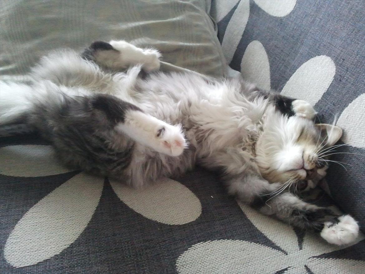 Blanding af racer Fluffy <3 billede 13