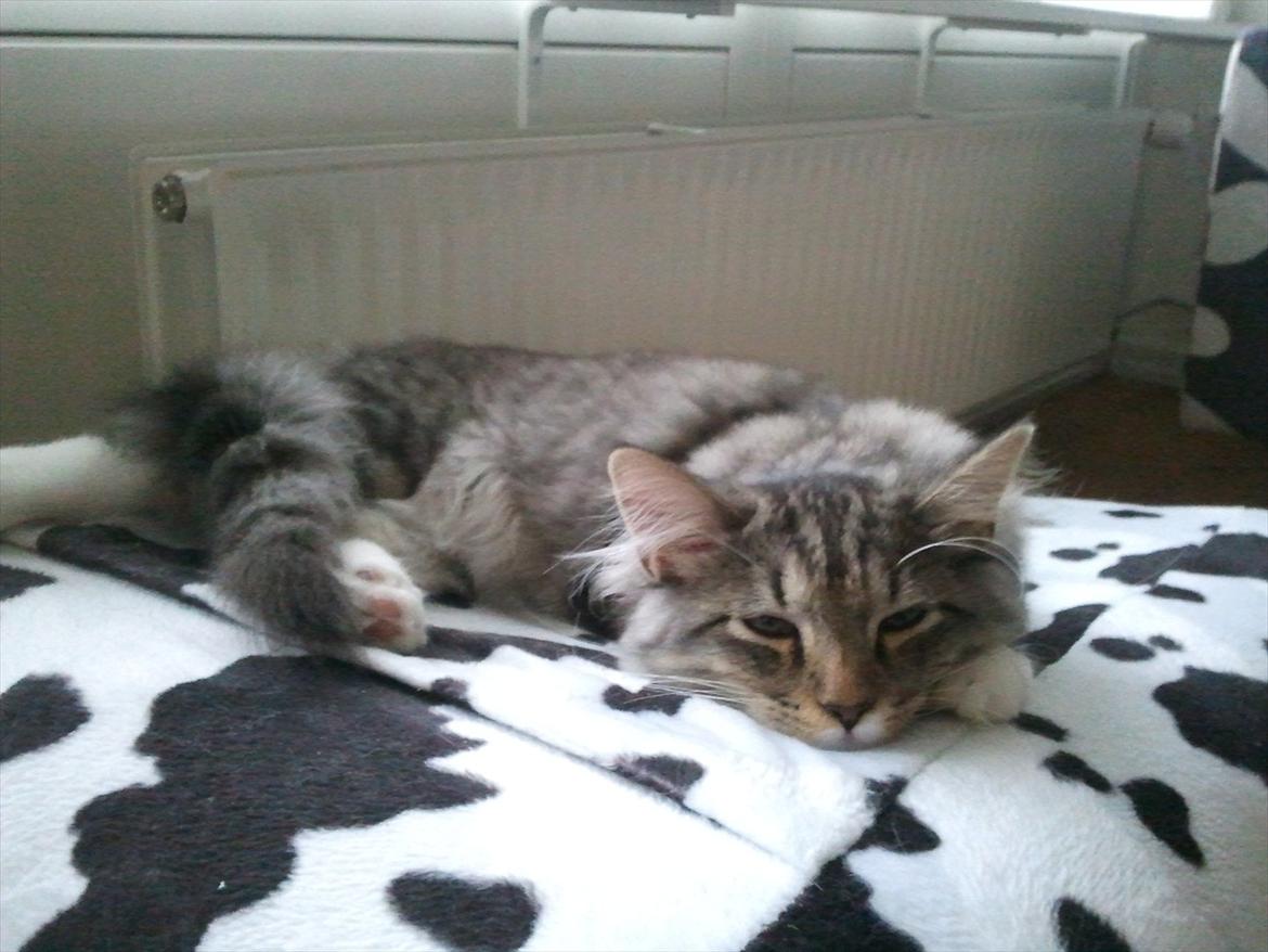 Blanding af racer Fluffy <3 billede 14