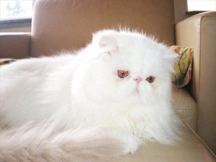 Perser Oscar billede 3